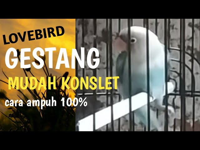 TERNYATA‼️LOVEBIRD GESTANG MUDAH KONSLET class=