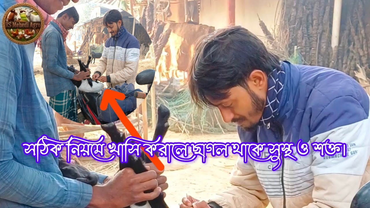 ছাগলের বাচ্চাকে খাসি করানো | সঠিক নিয়ম ও উপকারিতা How to Castrate a Goat Kid Proper Rules  Benefits