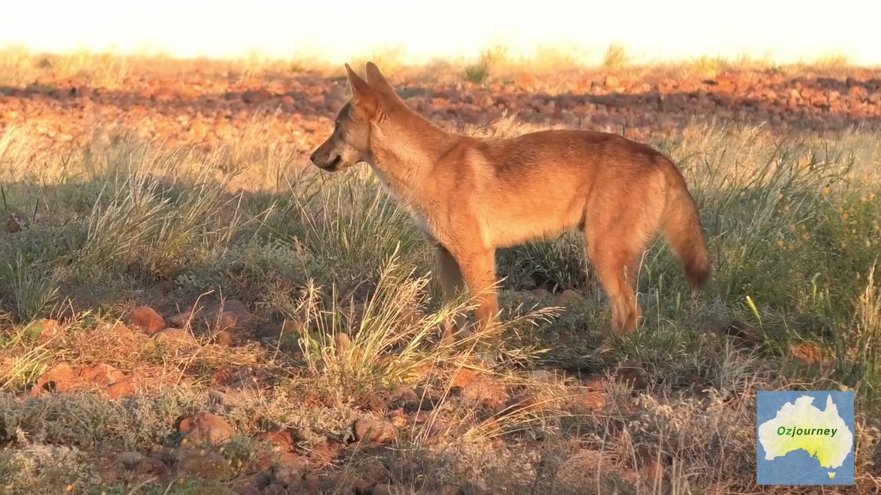 Dingo Encounter in Sturts Stony desert