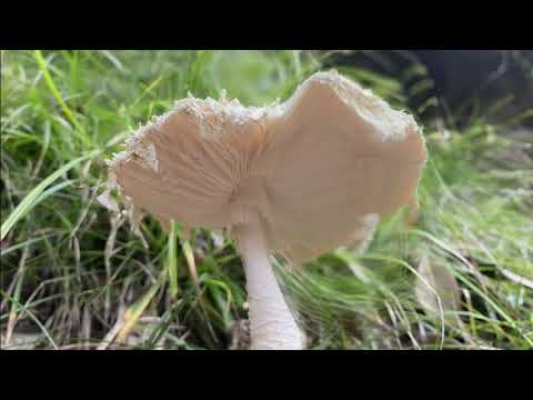 ばけものつかい『キノコ祭り』