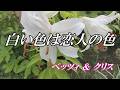 白い色は恋人の色 / ベッツィ & クリス (歌詞入り)