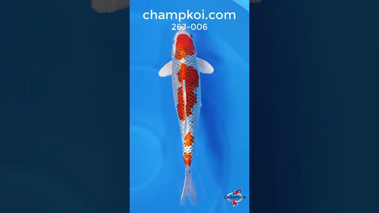 26J-006: 57cm Marusaka Kujaku | ChampKoi - Champion Nishikigoi