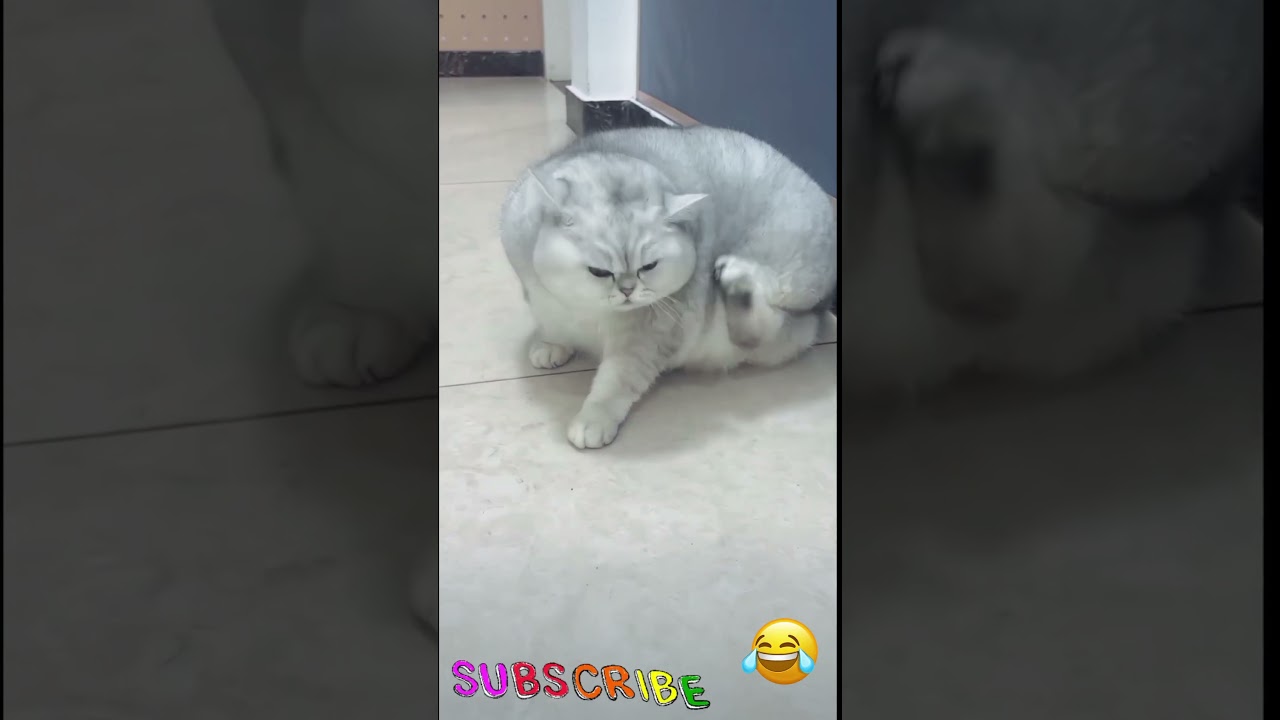 Funny cat videos | cute cats | Try not to laug 