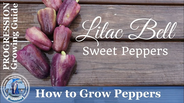 How to Grow Peppers  (PROGRESSION) Growing Guide -...