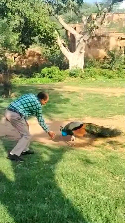 Pecock|Short Video|National Bird