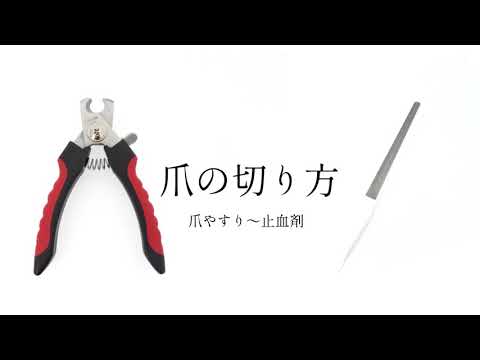 【ミニチュアシュナウザーの爪の切り方動画】mmsu-ha