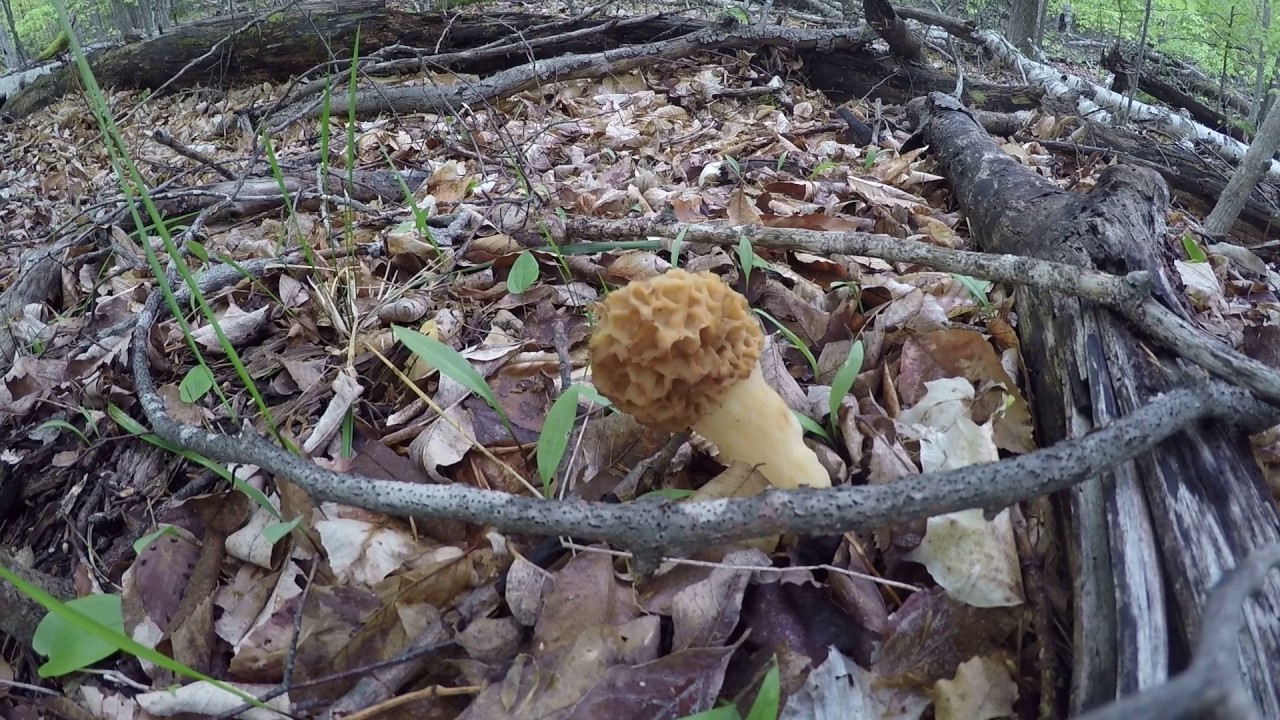 ShroomMates Upper Door County, Wisconsin Morels June 2015 YouTube