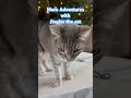 Jingles wants to play! #jinglesthecat #catvideos