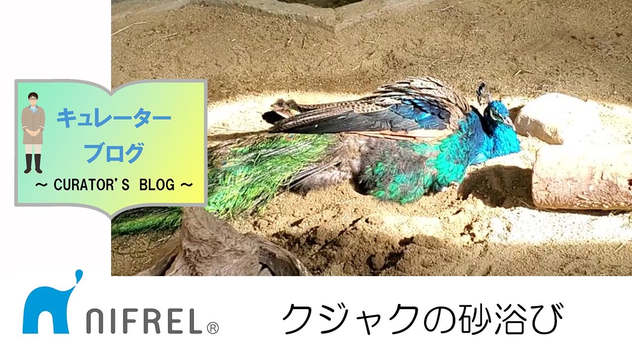 砂浴び ニフレルをさらに詳しく ニフレル 砂浴び ニフレルをさらに詳しく ニフレル