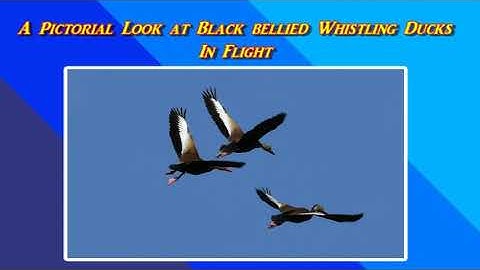 A Pictorial Look at Black Bellied Whistling Ducks Take Flight.