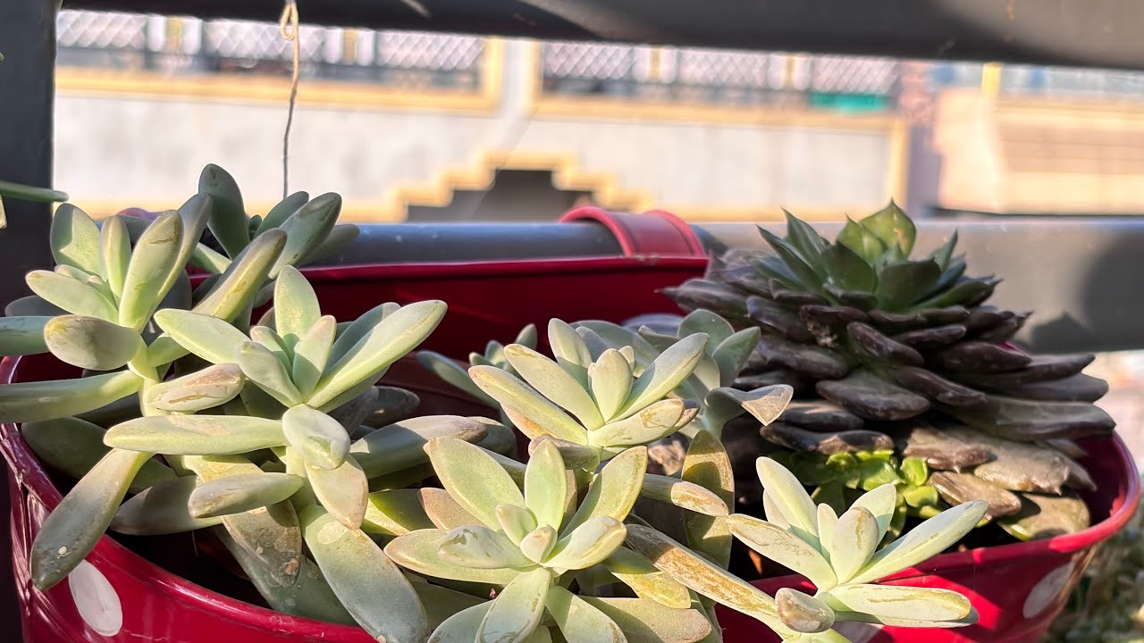 Showcasing  my succulent collection