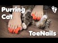 Purring cat  long toenails asmr purring