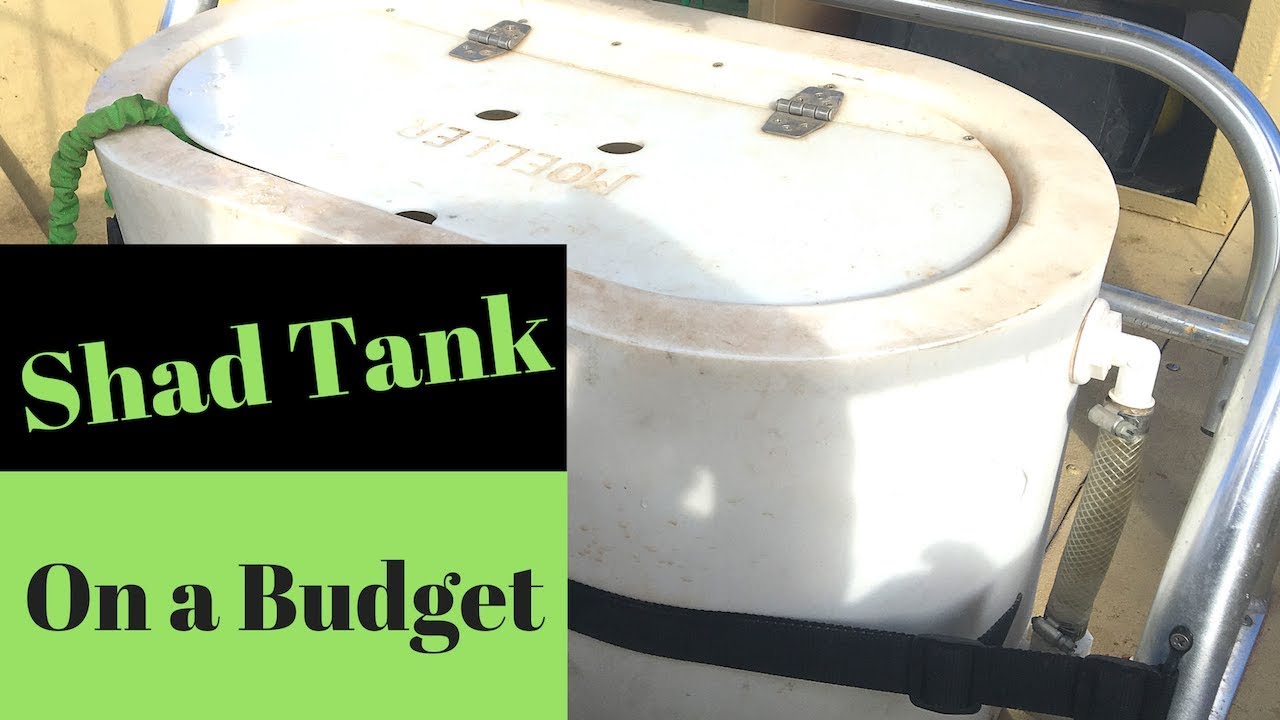 Shad Tank On a Budget (Part 1) 