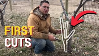 YEAR 1: Pruning Your Peach Tree Fresh From The Nursery