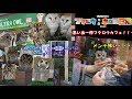 【フクロウ】～ホロさんと思い出いっぱいフクロウカフェ　in　うるとらあうる～