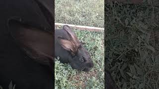 Simon Super Rabbit  Animal Ht  Rabbids Invasion  Peter Rabbit short shorts rabbit rabbits