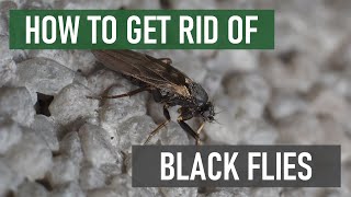 How to Get Rid of Black Flies (Biting Buffalo Gnats, Turkey Gnats, White Socks)