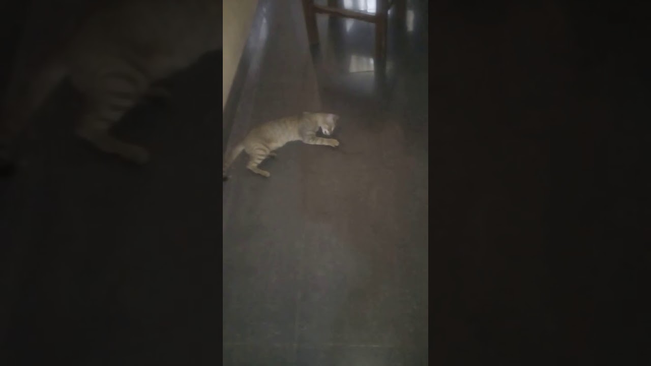 When your cat is really hungry ������������������ - YouTube