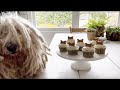 How to Make Pupcakes for Your Dog - Martha Stewart