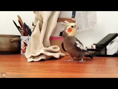 bird time