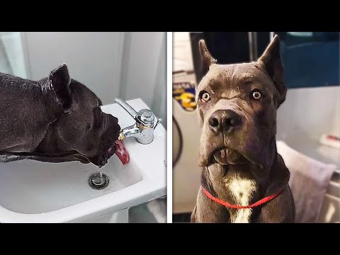 Dog Gets Caught Drinking From Bidet!