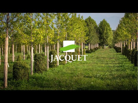 Vidéo: Pépinière Agricole à Krasny Bor
