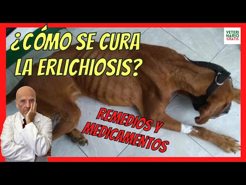 Video: Etapas de la enfermedad de garrapata canina