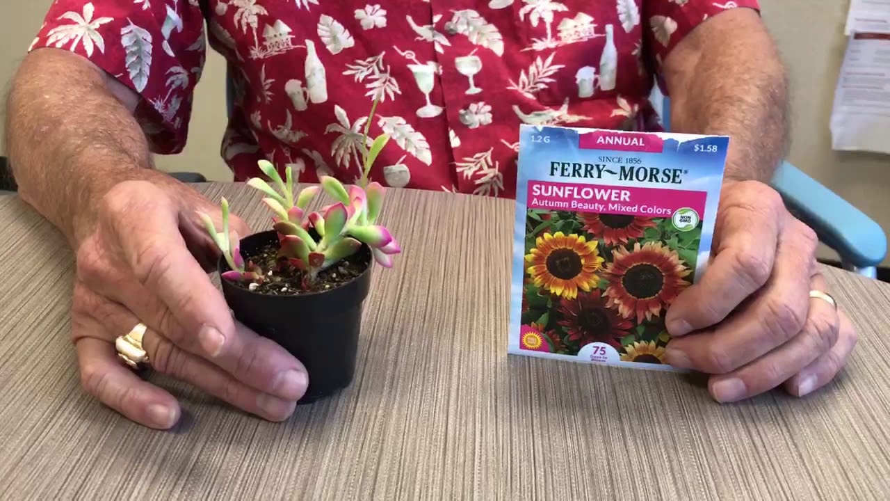 419 Palmdale High Desert Plants YouTube