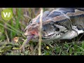 Florida: Python Challenge in den Everglades