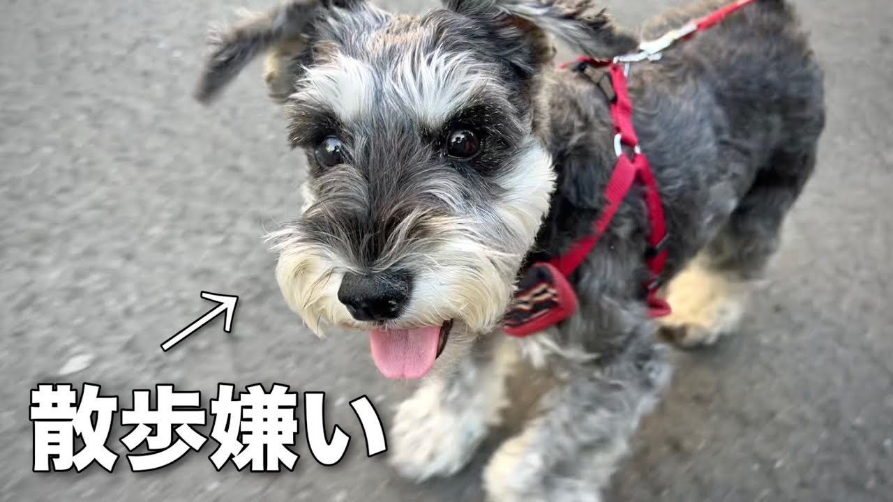 飼い主を置いてでも帰宅しようとする犬との散歩がこちらww【シュナウザー】