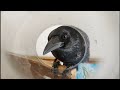 【嘴折れる】カラスの嘴が折れました。 鬼猫&美姐御&ストーカー犬 20200724、カラス&四つ足トリオ