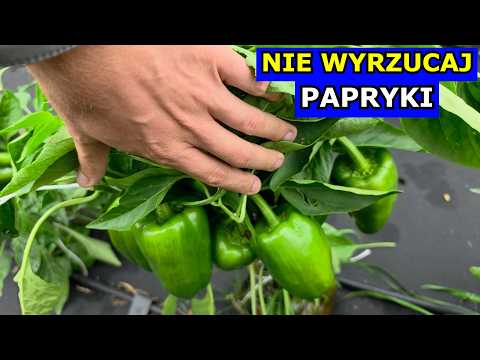 Don't Throw Away Your Peppers - You Can Overwinter Them. How and When to Overwinter Peppers. Pepp...