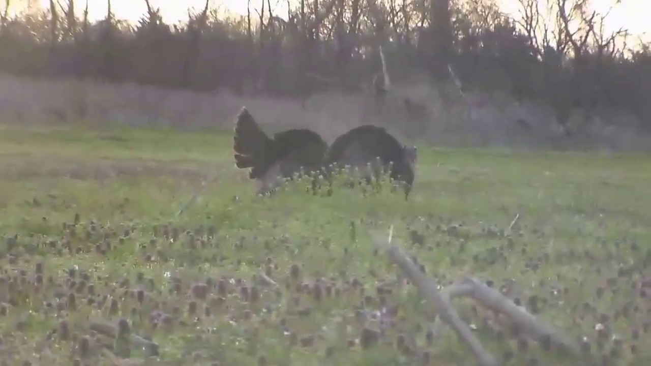 Missouri youth hunt 2017 opener YouTube