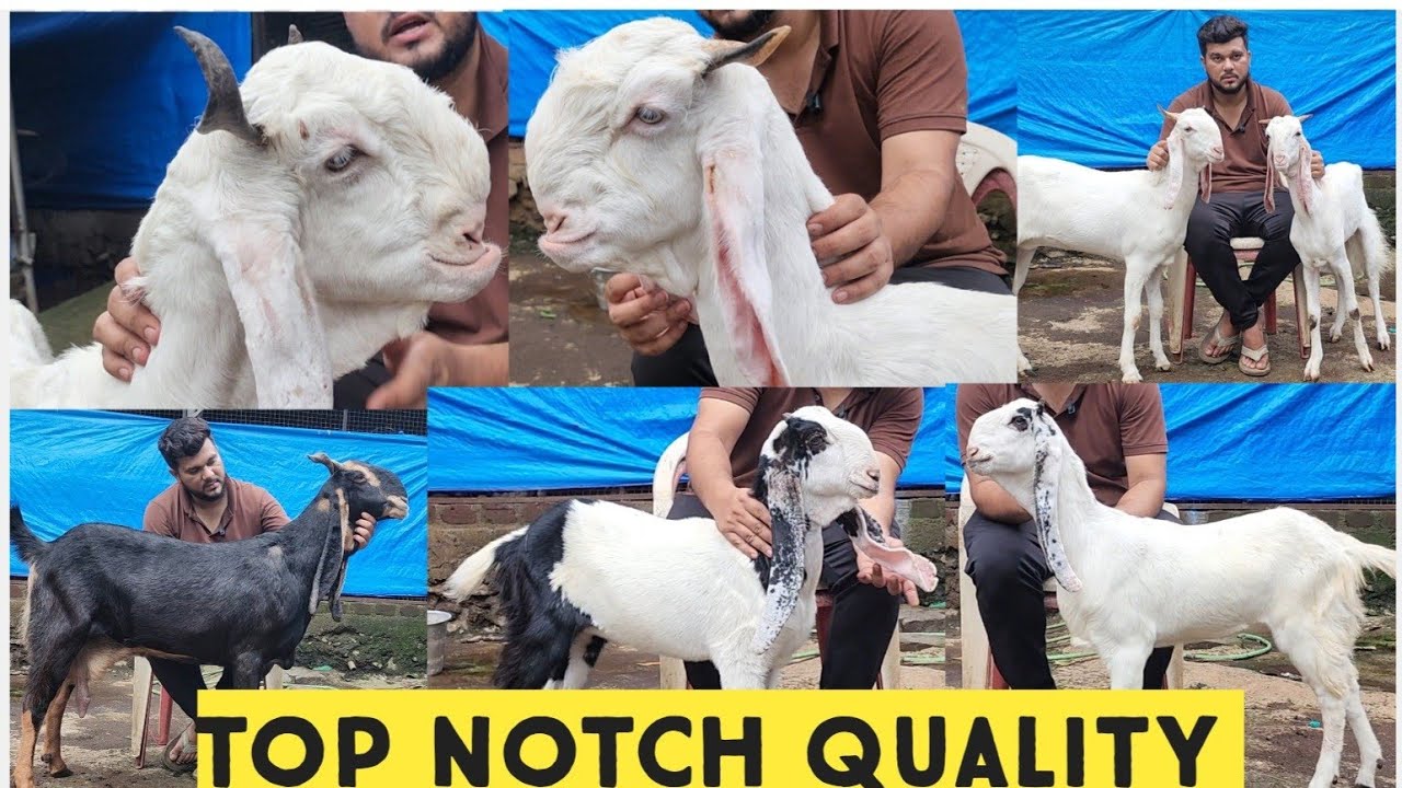 Super Face ki Hansa Female Aur Raja Top Kota Bakriyaa At Panvel Goat Farm