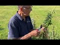 Pro gardening tips 1 caring for roses lupins and red hot pokers