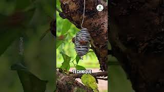 This Tiny Cage Can Create a New Bee Colony.