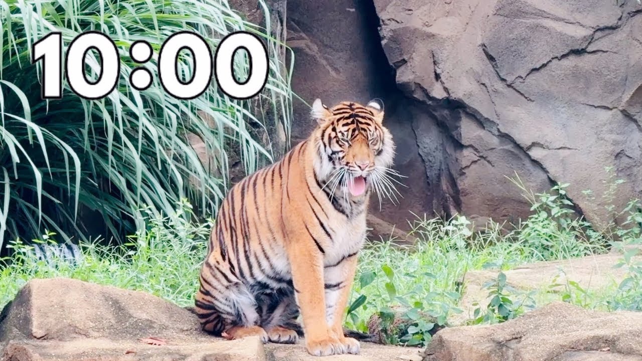 10 Minute Zoo Countdown Timer - Lions and Tigers and Bears, Oh My ...
