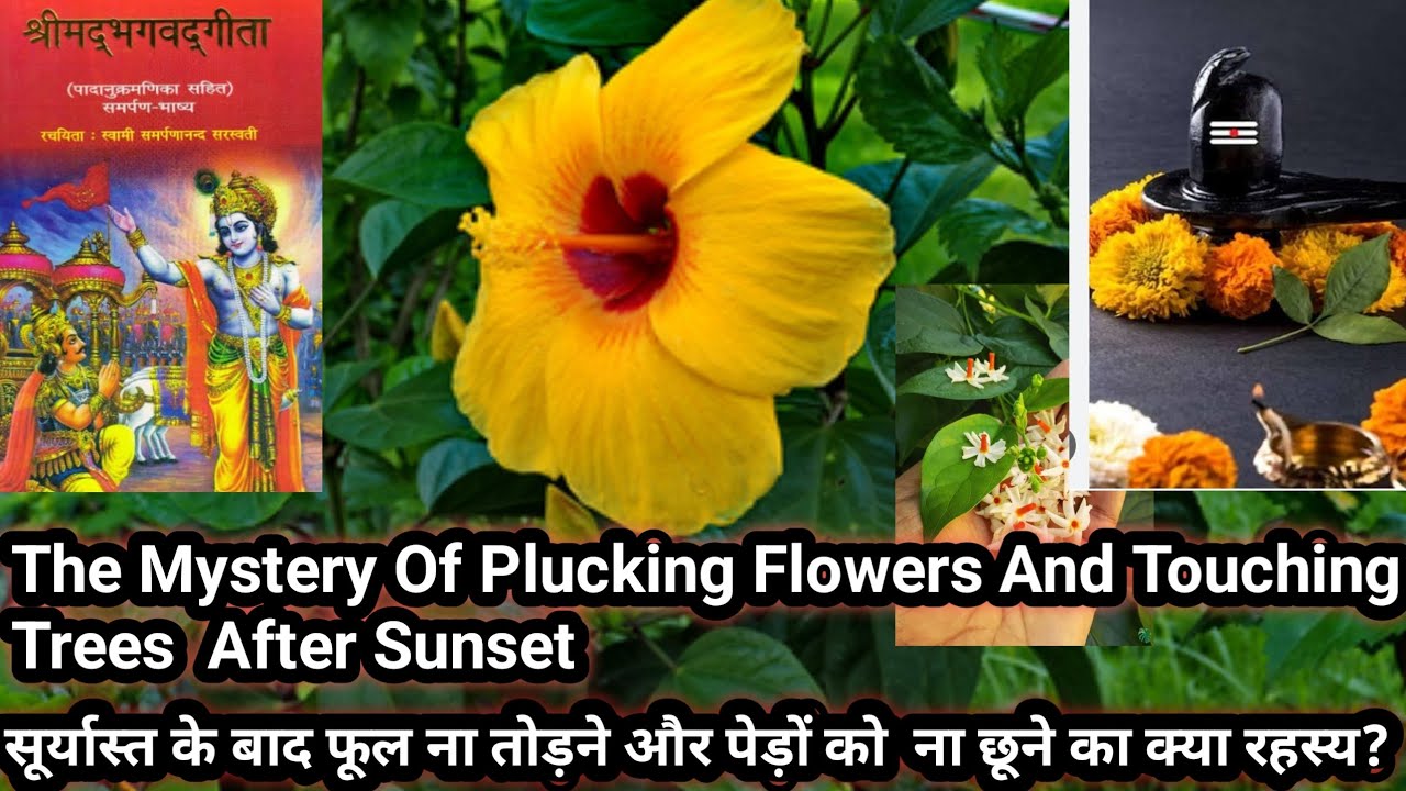 The Mystery Of Plucking Flowers And Touching Trees After Sunset. 