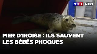 Mer d'Iroise : ils sauvent les bébés phoques