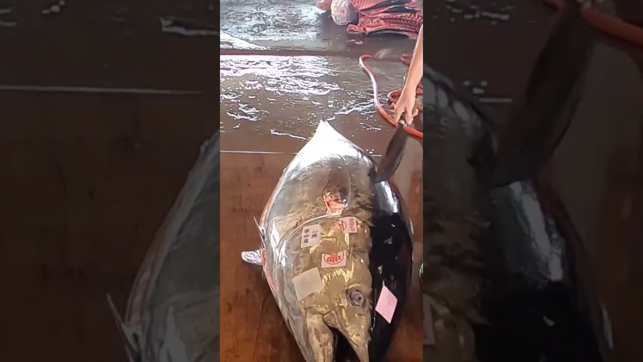 Mastering the breakdown of a whole bluefin tuna 