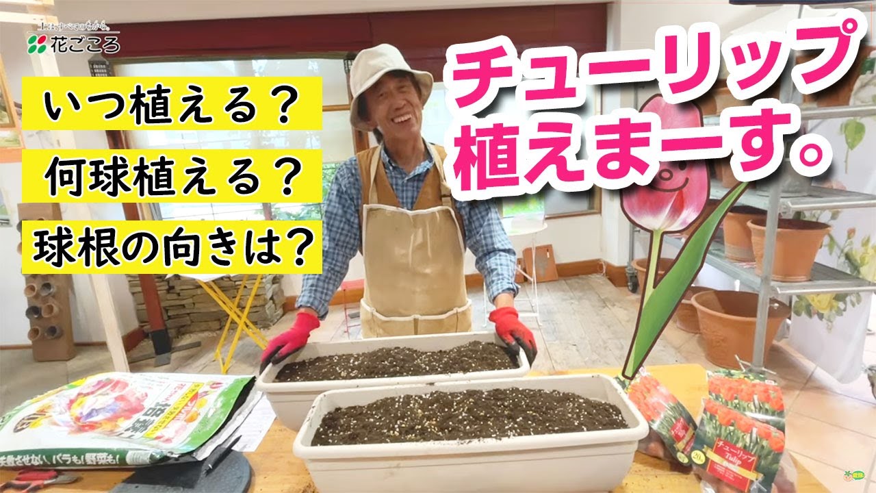 知らなかった！】チューリップ植え付け方法 - YouTube