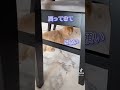 あごのしたからさせてくれへん。 #チワプー #子犬 #犬のいる暮らし