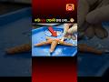 হাত কেটে গেলেও মরে না! 😳 | Starfish Regeneration Secret. #shorts #shortsfeed #science #facts