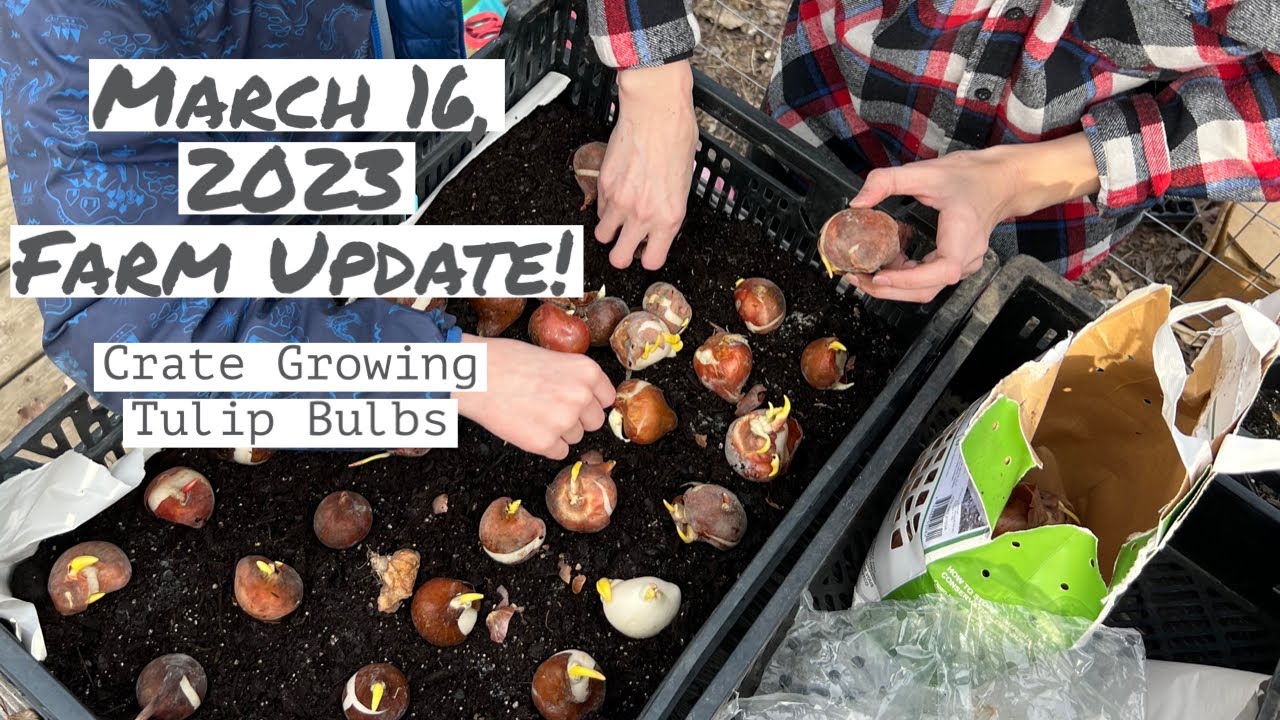 March 16, 2023 Farm Update Crate Growing Tulip Bulbs YouTube