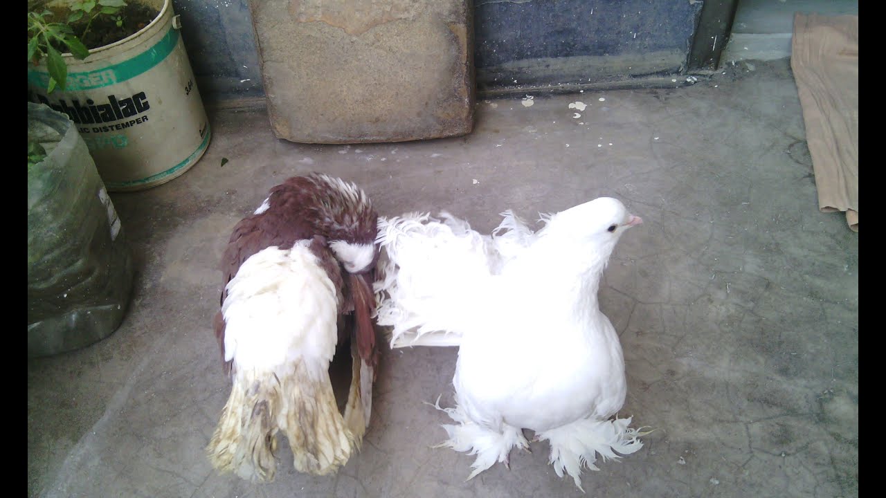 bast lakka / siraji pigeon dhaka bashabo 2016 YouTube