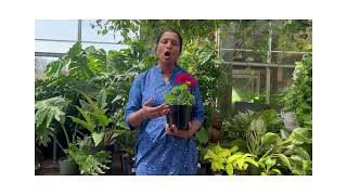 Why Deepthi Goguri is looking forward to PASS Data Community Summit 2022