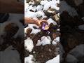 This $35,000 Stone Was Discovered Inside Ice. Unreal.#gemstones #crystals