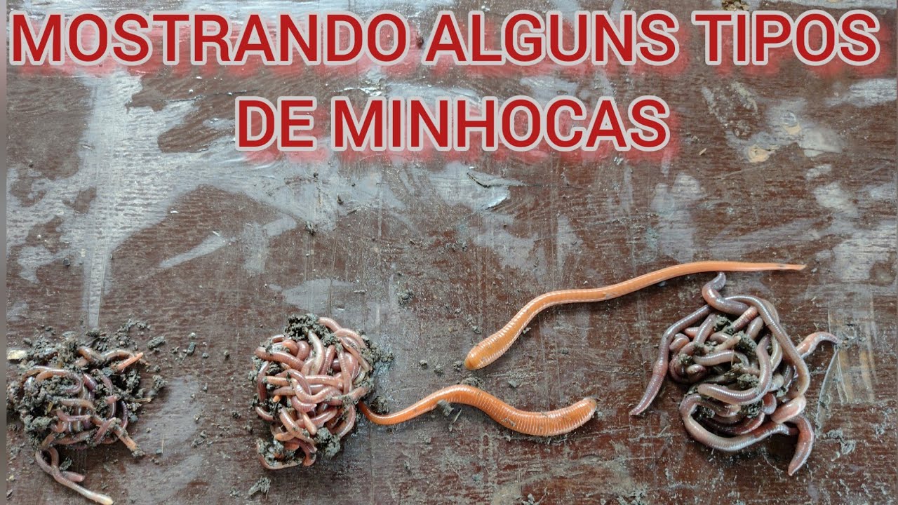 AS MELHORES MINHOCAS DO MUNDO ! MOSTRANDO ALGUNS TIPOS QUE EXISTEM .