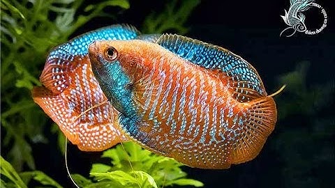 Choáng với các loài cá cảnh đẹp nuôi trong hồ thuỷ sinh