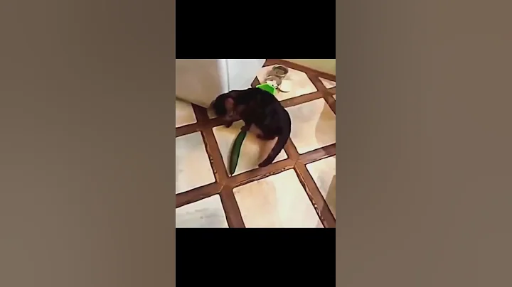 Cat scared by cucumber🐱😱🥒